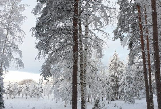 Зимний лес в Карелии